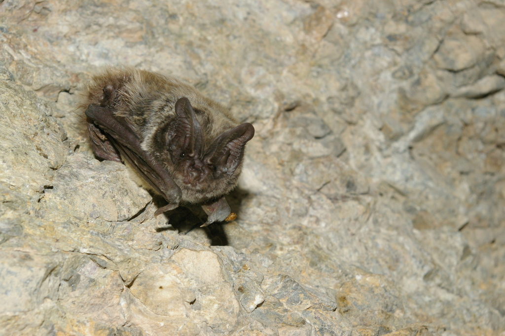 Caspian Barbastelle