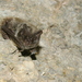 Caspian Barbastelle - Photo (c) batworker, some rights reserved (CC BY-NC), uploaded by batworker