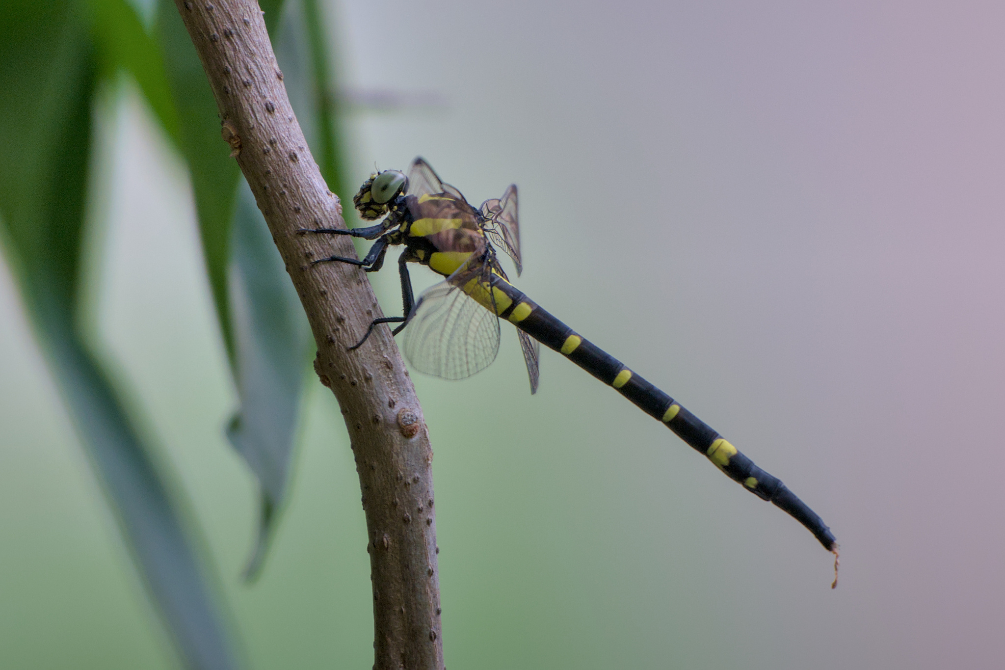 Keiser’S Forktail