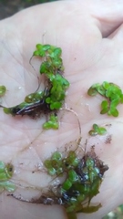 Lemna minor
