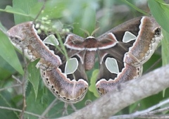 Rothschildia cinctus cinctus