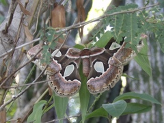 Rothschildia cinctus cinctus
