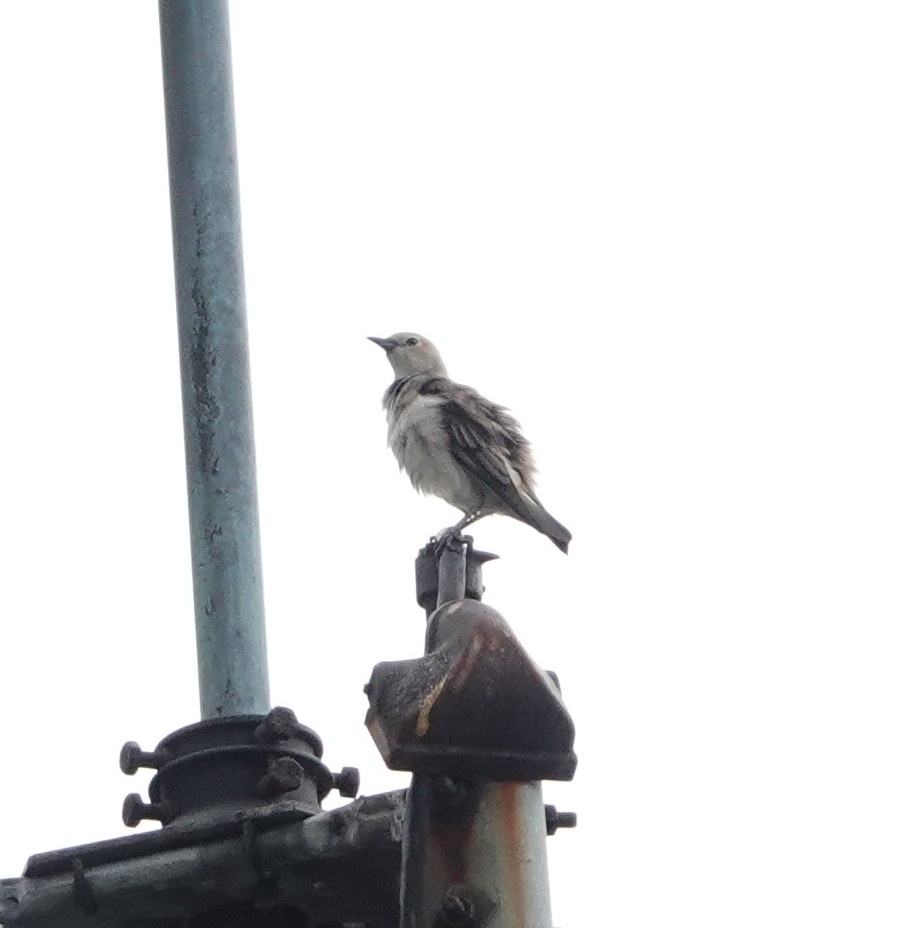 Chestnut-cheeked Starling