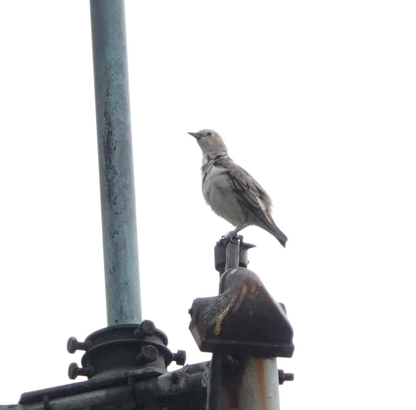 Chestnut-cheeked Starling