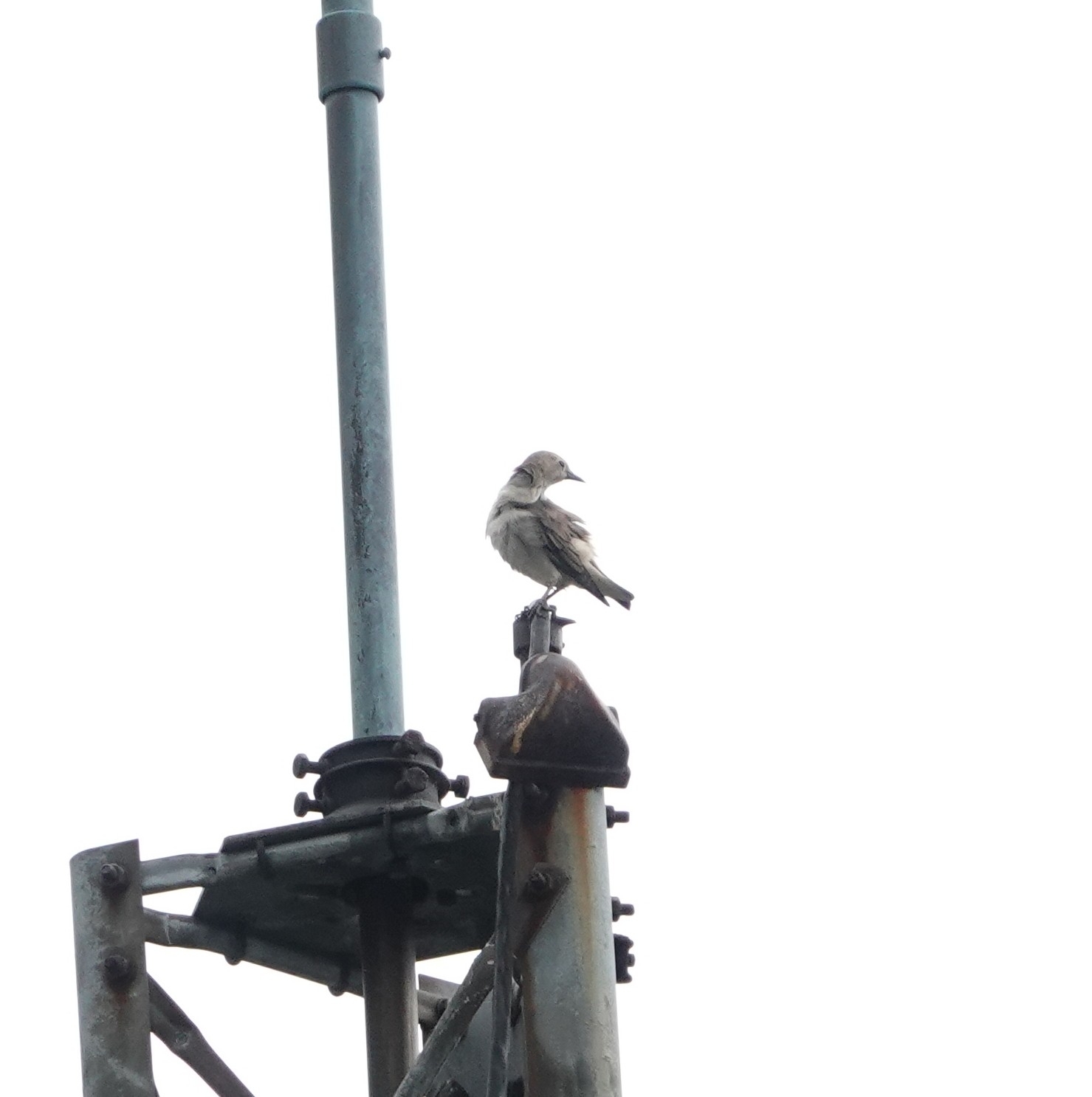 Chestnut-cheeked Starling