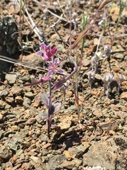 Streptanthus hispidus