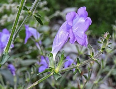 Strobilanthes attenuata