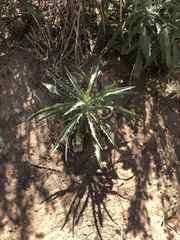 Cirsium neomexicanum