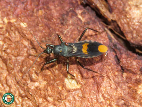 Rasahus maculipennis