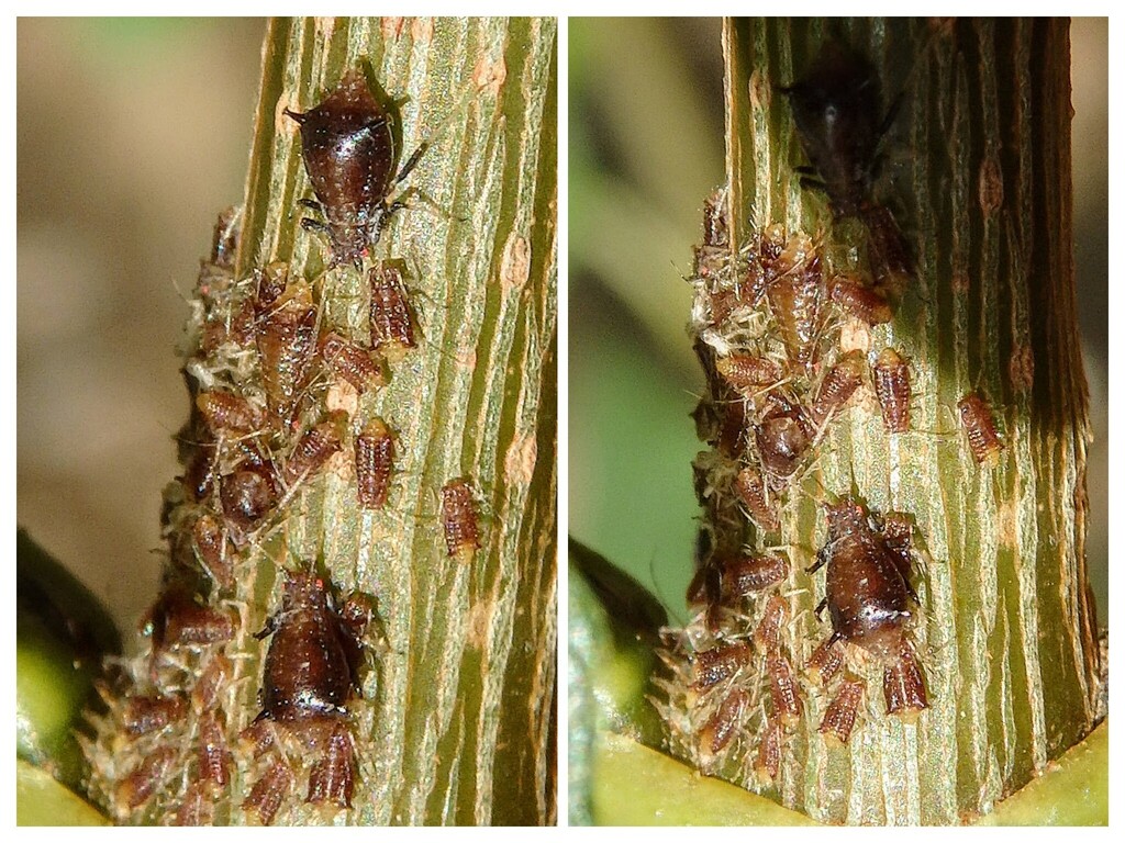 Drepanosiphoniella