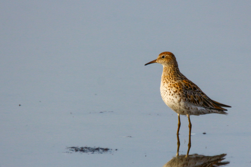 Correlimos acuminado (Calidris acuminata)