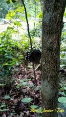 Myscelia ethusa ethusa