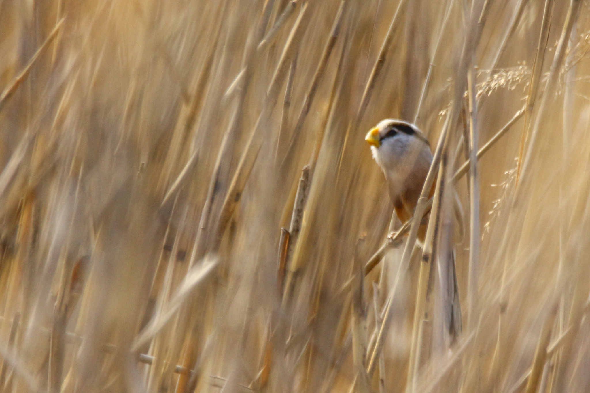 Reed Parrotbill
