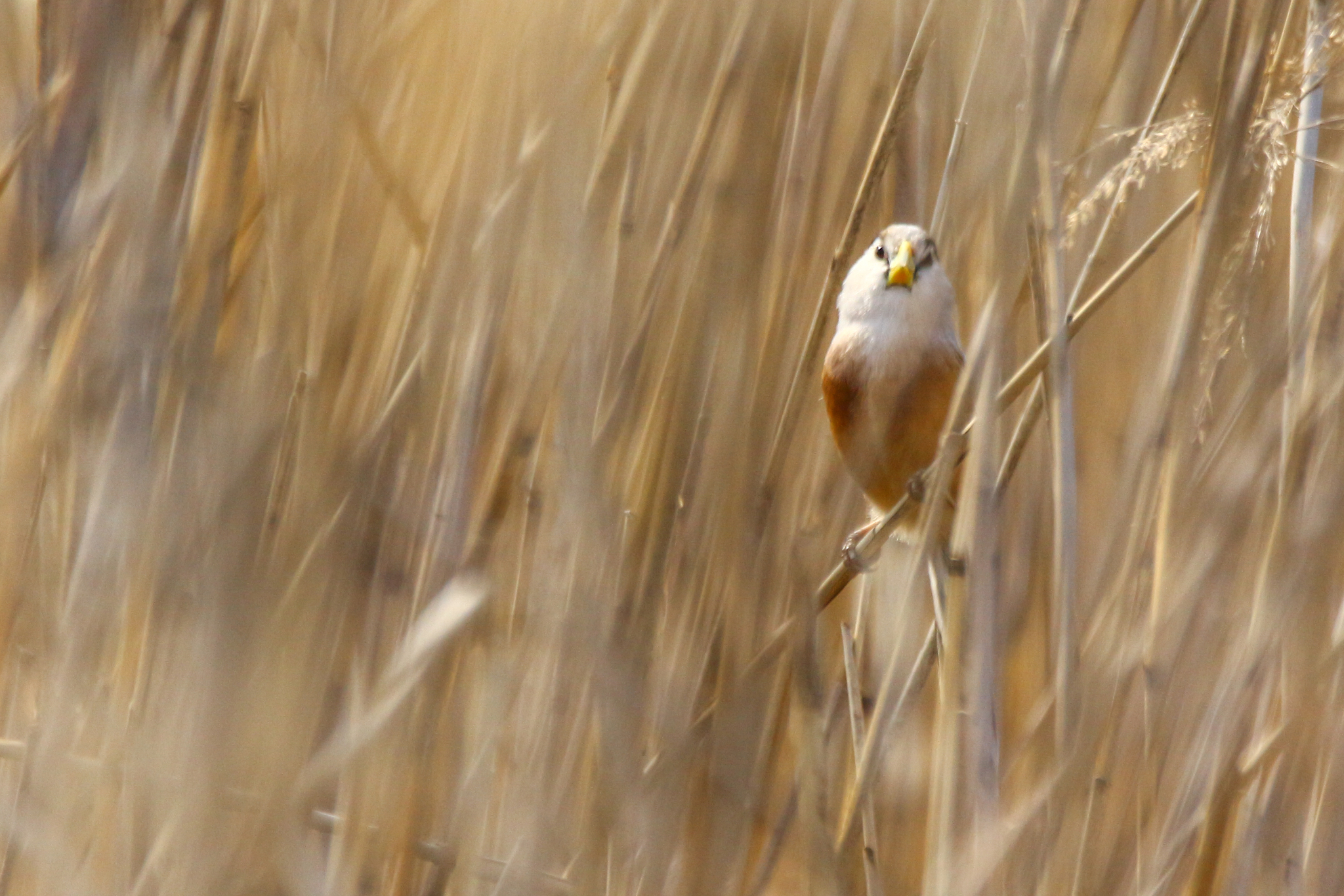 Reed Parrotbill