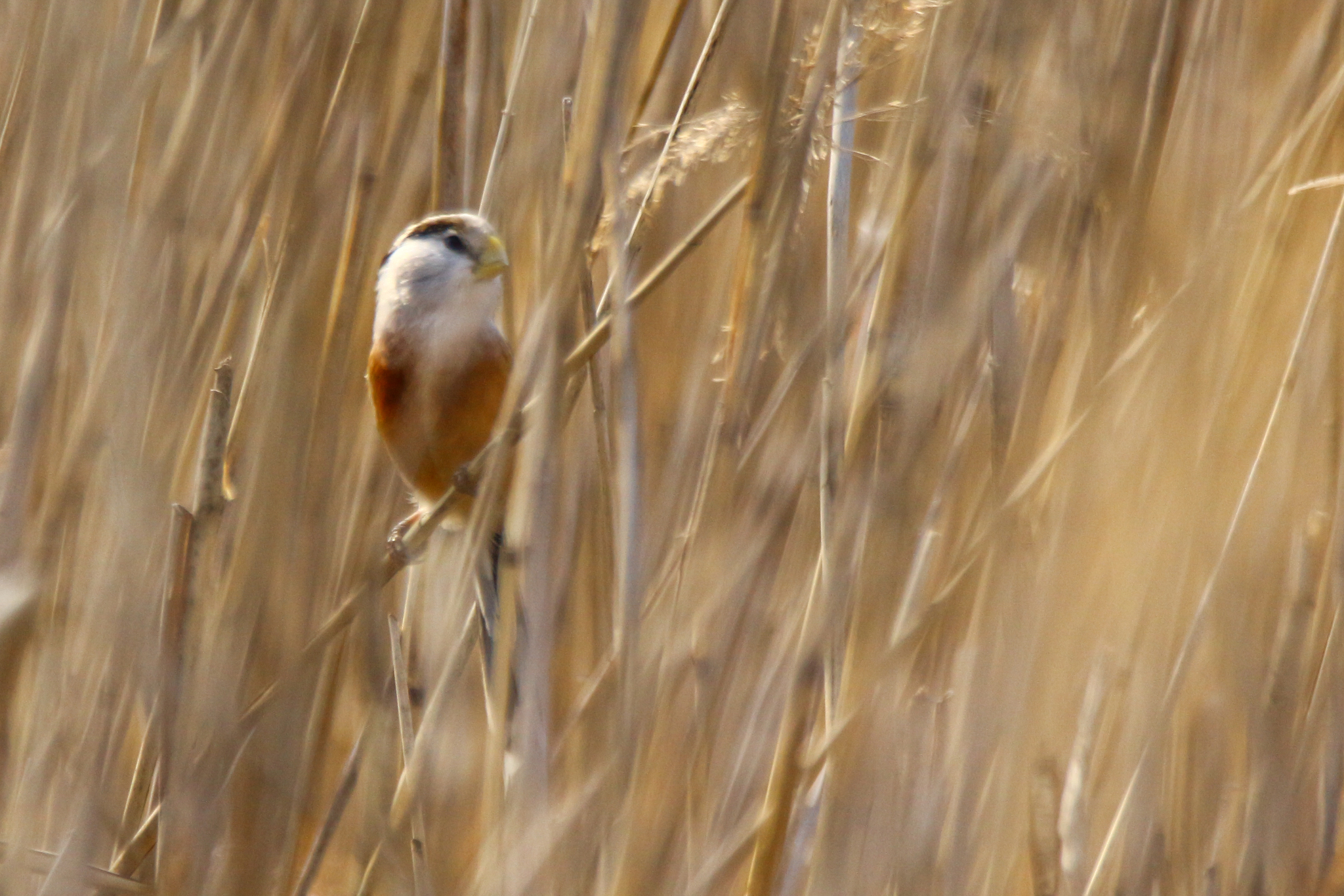 Reed Parrotbill