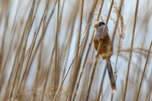 Reed Parrotbill (Paradoxornis heudei), photo 7