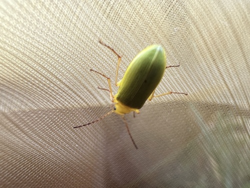 Cteniopus sulphureus