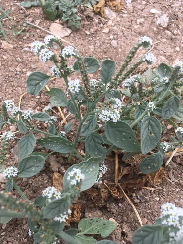 European heliotrope