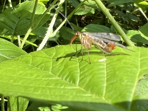 Panorpa cognata
