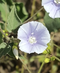 Jacquemontia abutiloides