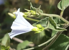 Jacquemontia abutiloides