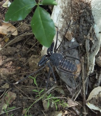 Acanthophrynus coronatus