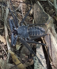 Acanthophrynus coronatus