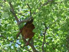 Macronycteris vittatus