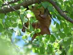 Macronycteris vittatus