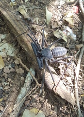 Acanthophrynus coronatus