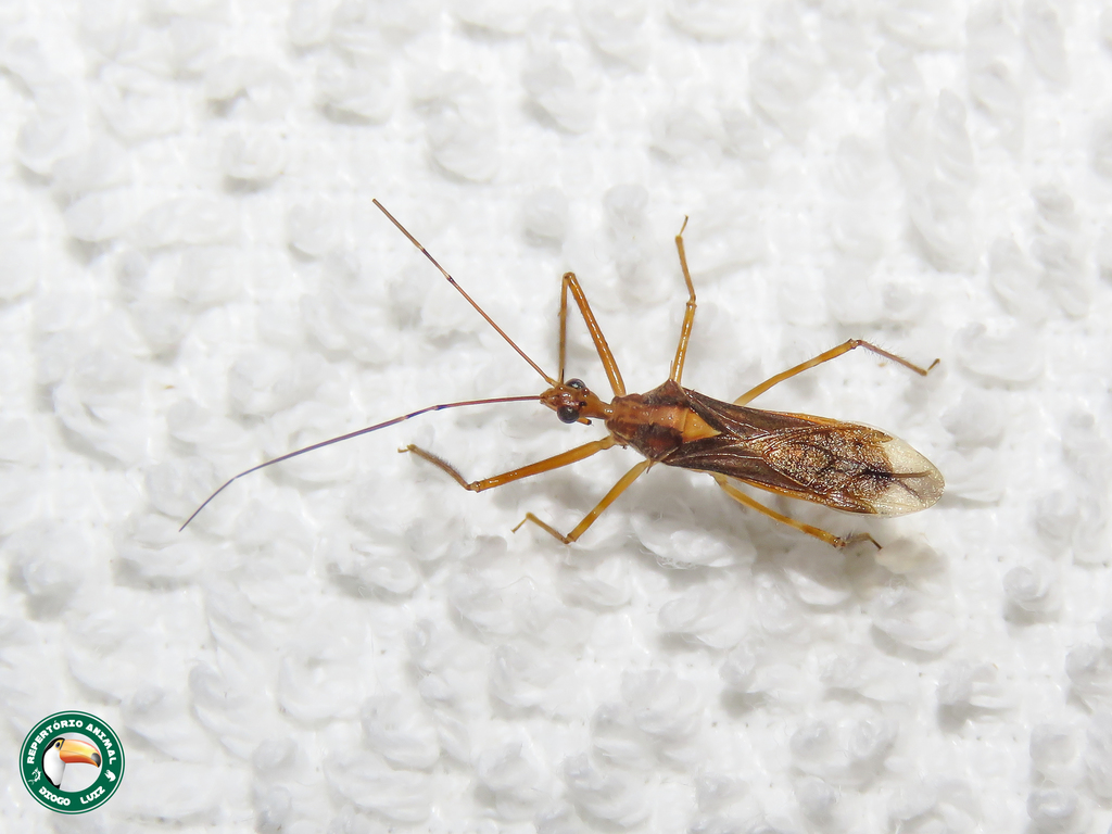 Repipta unispina