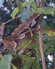 Rothschildia cinctus cinctus