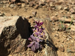 Streptanthus hispidus