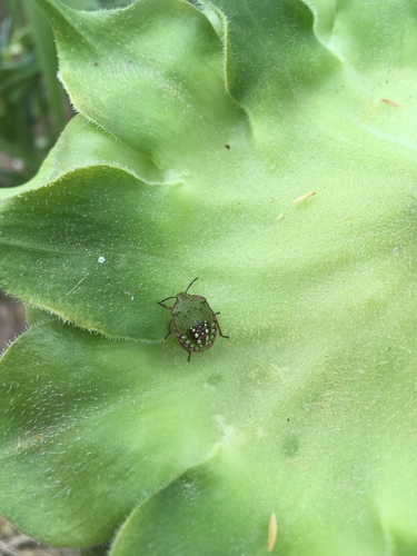 Southern Green Stink Bug