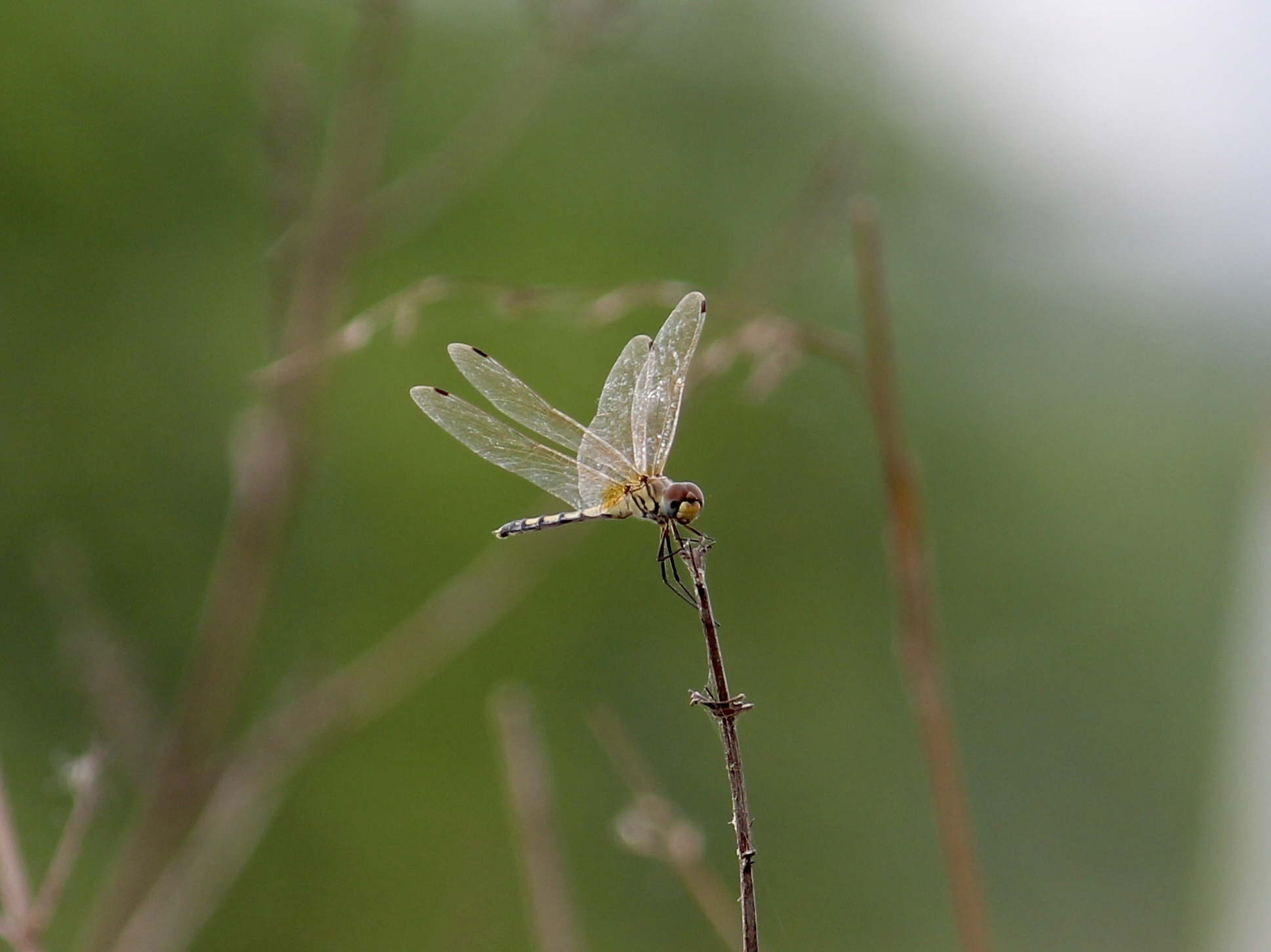 Long-Legged Marsh Glider