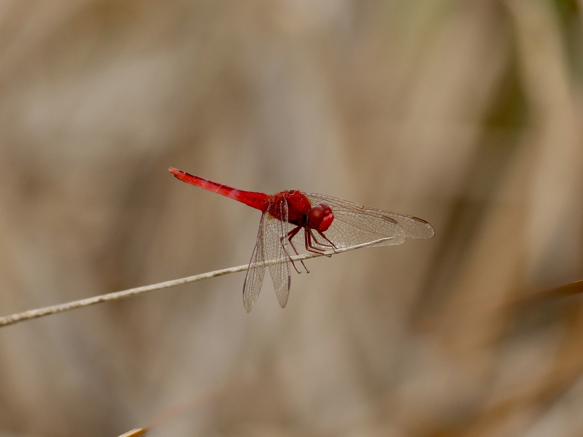 Scarlet Skimmer