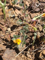 Acmispon brachycarpus