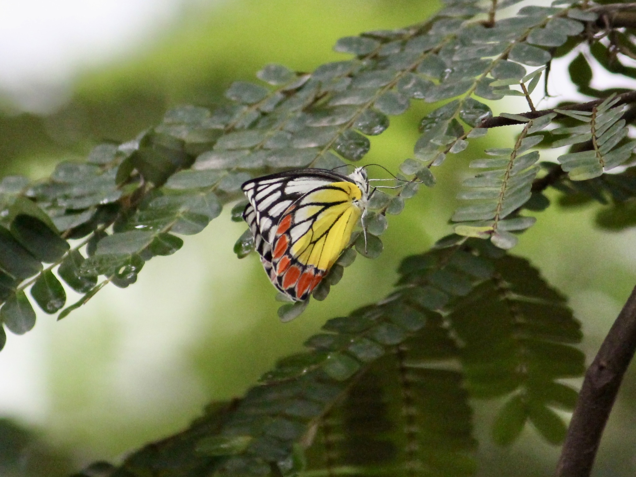 Indian Jezebel