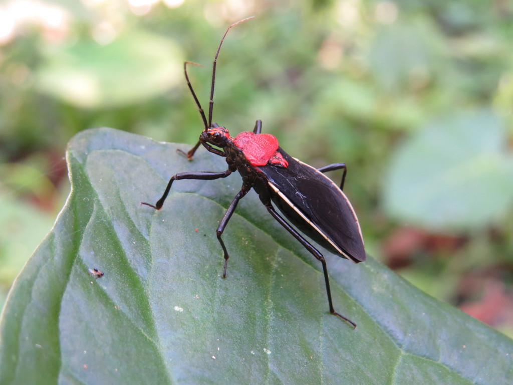 Rhiginia lateralis