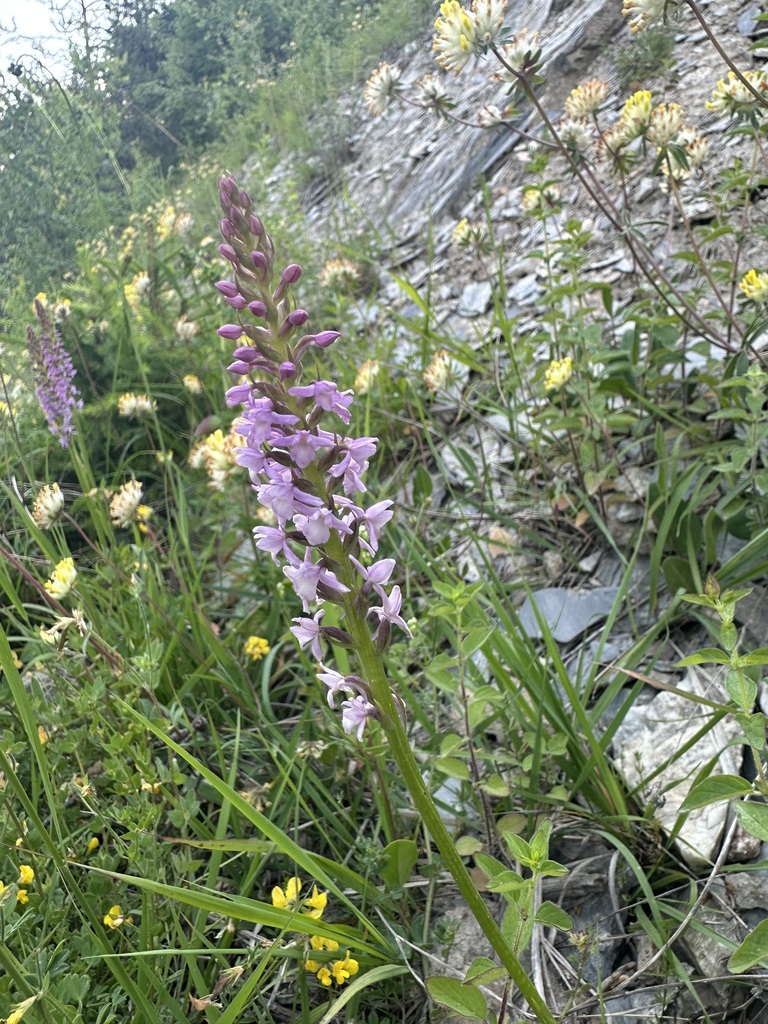Gymnadenia × intermedia