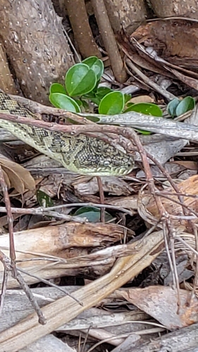 Coastal Carpet Python sighting