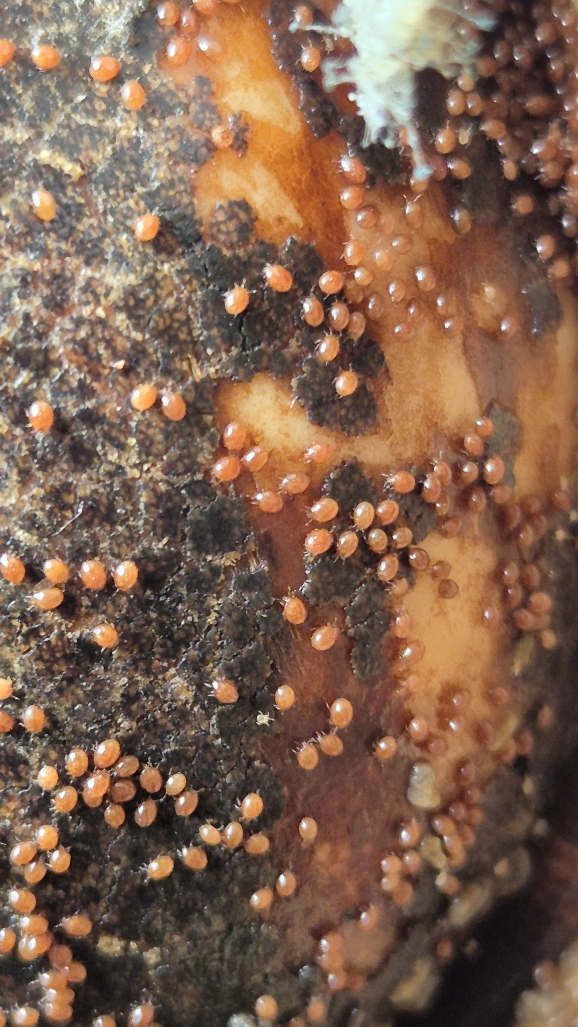 Uroobovella marginata (C.L.Koch, 1839)