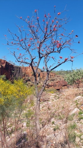 Brachychiton viscidulus (W.Fitzg.) Guymer 4