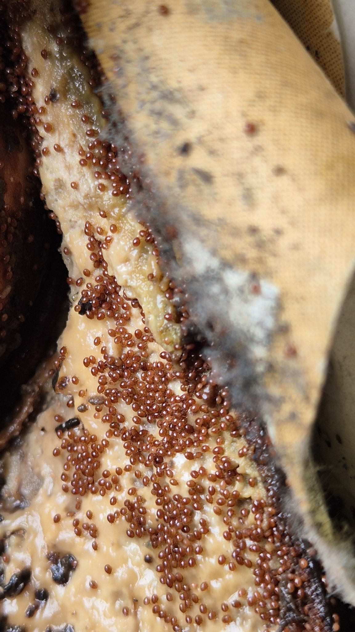 Uroobovella marginata (C.L.Koch, 1839)