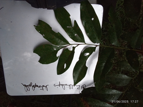 Opisthiolepis heterophylla observed 2025-06-21