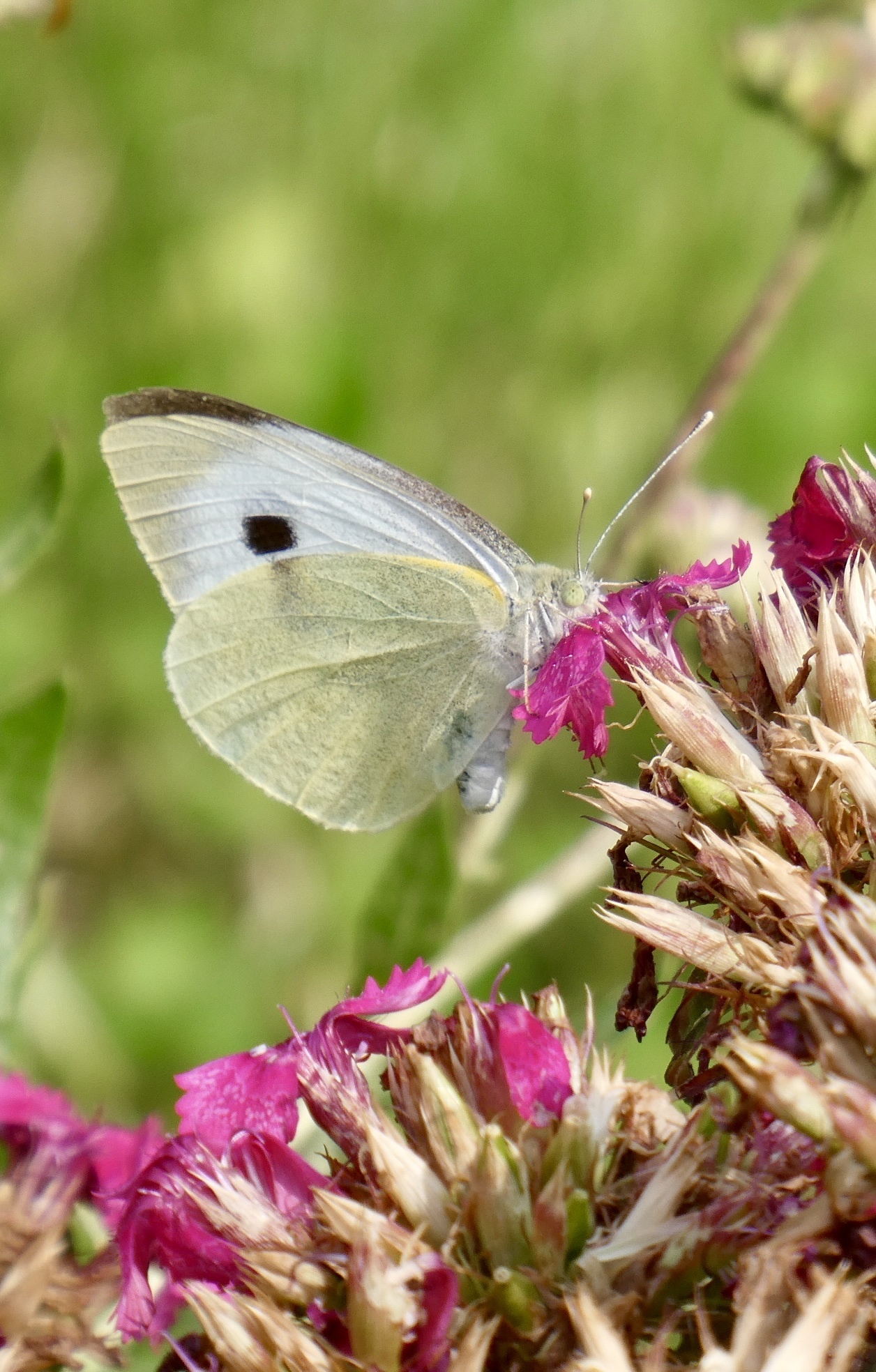 Large Cabbage White