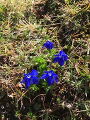 Gentiana brachyphylla