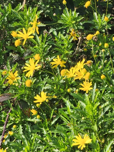Euryops à fleurs de chrysanthème 2