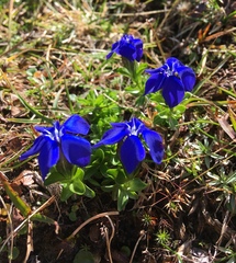 Gentiana brachyphylla