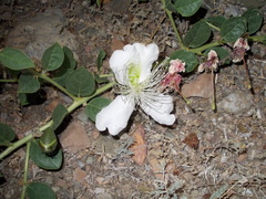 Capparis spinosa herbacea